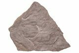 Ordovician Trilobite Mortality Plate (Pos/Neg) - Morocco #218669-1